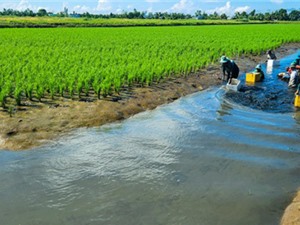 Cà Mau: Nuôi tôm càng xanh toàn đực bán thâm canh trong ruộng lúa