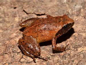 Phát hiện hai loài ếch mới ở vùng núi phía Bắc Việt Nam
