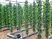 Hệ thống trồng rau theo mô hình khí canh trụ đứng