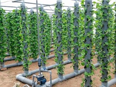 Hệ thống trồng rau theo mô hình khí canh trụ đứng