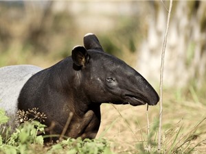 IUCN thêm gần 2.000 loài có nguy cơ tuyệt chủng vào sách đỏ 