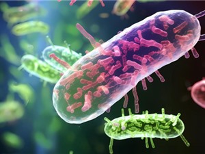[Video] Sản xuất điện từ vi khuẩn E. coli
