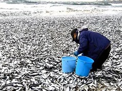 Hàng nghìn tấn cá chết trôi dạt vào bờ biển Nhật Bản