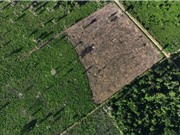 [Video] Nạn phá rừng Amazon đã giảm 55,8% so với cùng kỳ năm trước