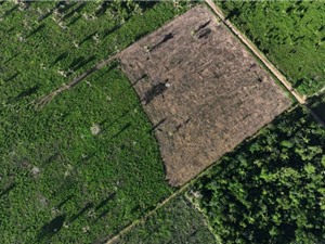 [Video] Nạn phá rừng Amazon đã giảm 55,8% so với cùng kỳ năm trước