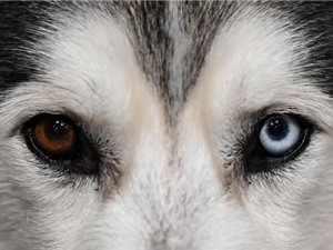 Sở thích của con người ảnh hưởng đến màu mắt của chó