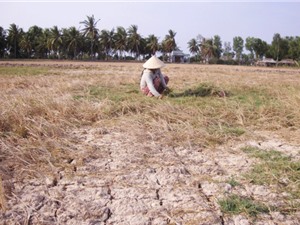 ĐBSCL: Xâm nhập mặn sớm và ăn sâu hơn trong mùa khô năm nay