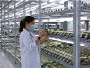 TPHCM: Tập trung phát triển nông nghiệp công nghệ cao