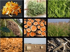 Cải tạo độ chua mặn của đất bằng than sinh học từ phụ phẩm nông nghiệp