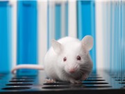 EPA hủy bỏ kế hoạch chấm dứt thí nghiệm trên động vật có vú vào năm 2035