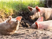 Lợn biến đổi gene kháng virus gây bệnh lợn tai xanh