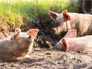 Lợn biến đổi gene kháng virus gây bệnh lợn tai xanh
