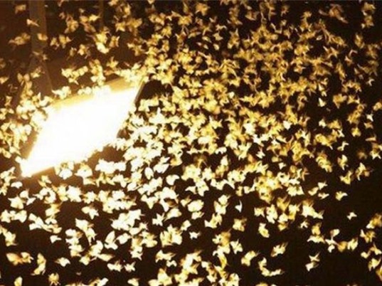 Vì sao côn trùng bay quanh bóng đèn?