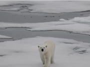 Viễn cảnh Bắc Cực không còn băng vào mùa hè 
