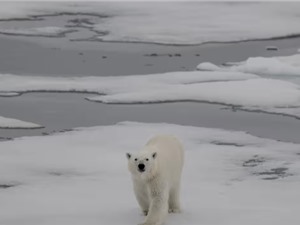 Viễn cảnh Bắc Cực không còn băng vào mùa hè 