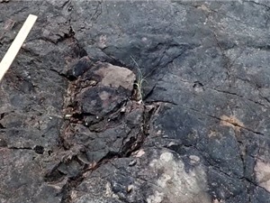 Phát hiện cây hóa thạch lâu đời nhất thế giới