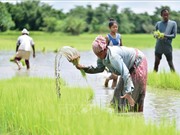 Phụ nữ nông thôn chịu tác động của biến đổi khí hậu nhiều hơn nam giới