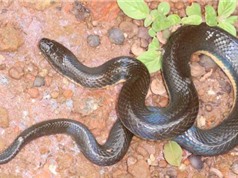 Phát hiện loài rắn mới ở Đắk Nông