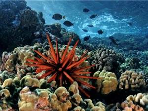 Âm thanh từ rạn san hô khỏe mạnh có thể giúp phục hồi rạn san hô bị tàn phá 