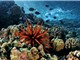 Âm thanh từ rạn san hô khỏe mạnh có thể giúp phục hồi rạn san hô bị tàn phá 