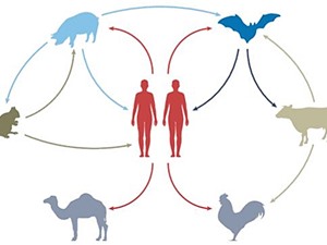 Con người truyền nhiều virus sang động vật hơn chúng ta lây từ chúng