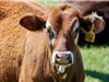 Virus cúm gia cầm lây nhiễm sang gia súc ở Mỹ