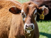 Virus cúm gia cầm lây nhiễm sang gia súc ở Mỹ