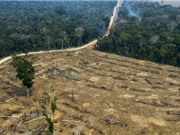 Tình trạng phá rừng nhiệt đới có xu hướng giảm