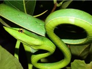 Giải mã tốc độ tiến hóa nhanh của loài rắn