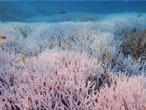 Sự kiện tẩy trắng san hô toàn cầu lần thứ 4