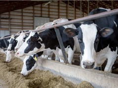Cúm gia cầm có thể lây lan ở bò thông qua quá trình vắt sữa