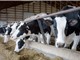 Cúm gia cầm có thể lây lan ở bò thông qua quá trình vắt sữa