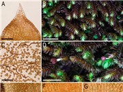 Cơ sở dữ liệu về Rêu tản và Rêu sừng: Đặt nền móng cho nhiều nghiên cứu mới