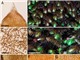 Cơ sở dữ liệu về Rêu tản và Rêu sừng: Đặt nền móng cho nhiều nghiên cứu mới