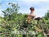 Bà Rịa – Vũng Tàu: Hỗ trợ đăng ký bảo hộ, công nhận giống cây trồng mới đến 60 triệu đồng