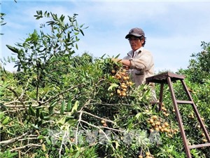 Bà Rịa – Vũng Tàu: Hỗ trợ đăng ký bảo hộ, công nhận giống cây trồng mới đến 60 triệu đồng