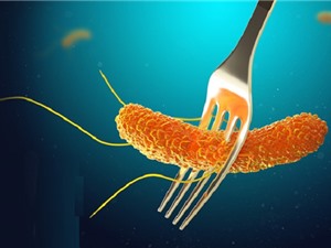 Truy dấu gánh nặng bệnh tật của Salmonella không thương hàn