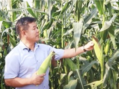 Lai tạo giống ngô ngọt mới cho vùng Đông Nam Bộ