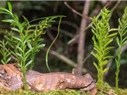 Phát hiện sinh vật có bộ gene lớn nhất