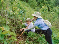 Chương trình Rừng Xanh Lên phục hồi thêm 25 ha rừng 