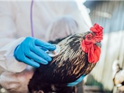 Ca nhiễm cúm gia cầm H5N2 đầu tiên ở người