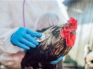 Ca nhiễm cúm gia cầm H5N2 đầu tiên ở người