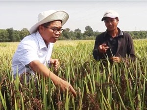 Chọn giống gạo màu cho vùng Đông Nam Bộ