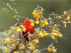 Mỹ thả hàng triệu con muỗi để cứu chim quý 