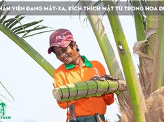 Mật hoa dừa Sokfarm: “Báu vật” mới từ loài cây quen thuộc