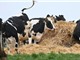 Đan Mạch lên kế hoạch đánh thuế khí thải chăn nuôi 