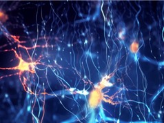 Bản đồ não cực chi tiết cho thấy các tế bào thần kinh mã hóa nghĩa của từ