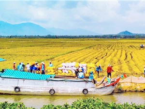 Đánh giá độ mặn lớp đất mặt trồng lúa ở đồng bằng sông Cửu Long bằng phương pháp địa vật lý