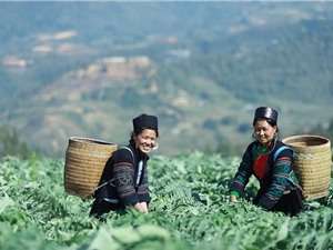 Đền bù cho sáng chế dược phẩm: Bước đi linh hoạt của Việt Nam