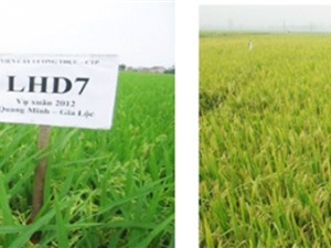 Ứng dụng công nghệ sinh học để chọn tạo nhiều giống cây trồng mới